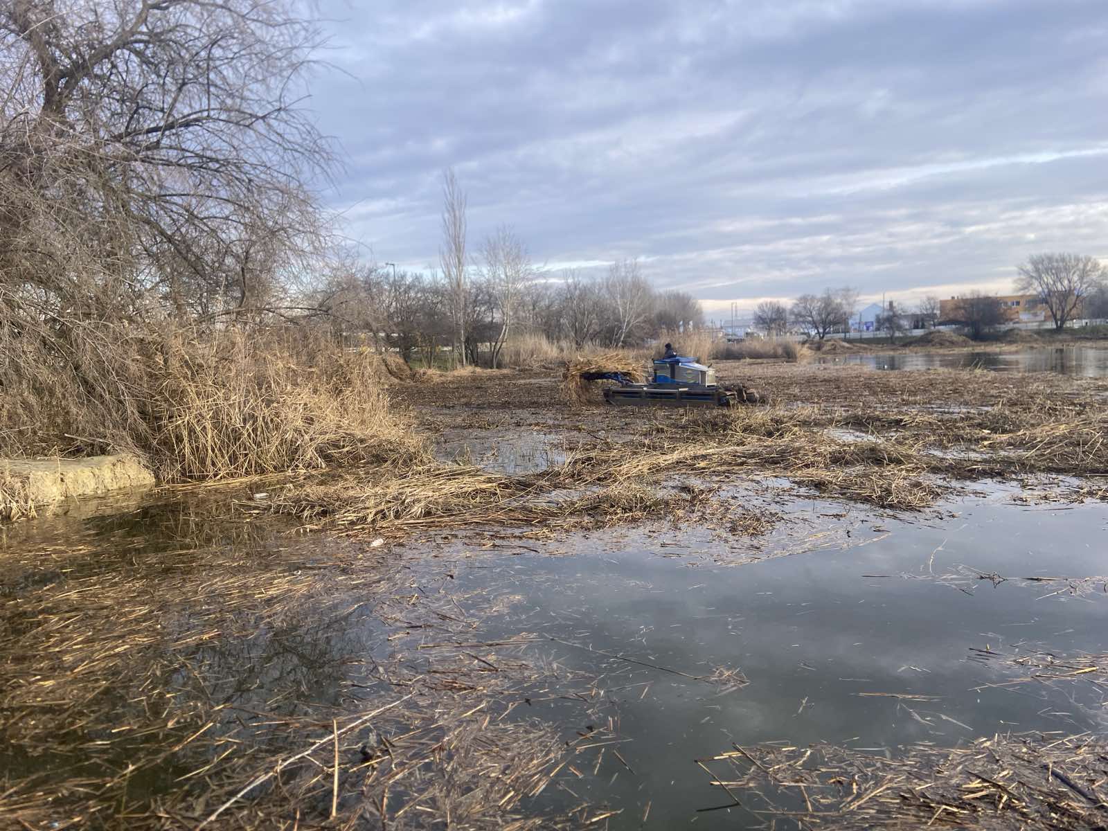 Nádvágás a szegedi Búvár-tavon